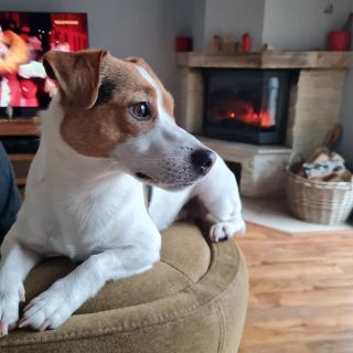 #naspanhugo #naselaska❤ #laskavesmirna #mytrispolu❤️ #jackrussellhugo #korenovacakra #zapalmetokrasnevnas...