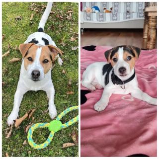 Hugo 3 roky / Hugo 3 měsíce... To je chlapák, co? #naspanhugo #jackrussellterrier #najdi10rozdilu #hugousek #hugoslav...